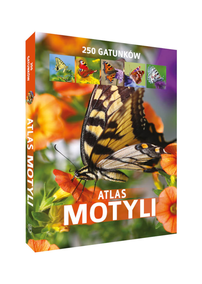 Atlas motyli